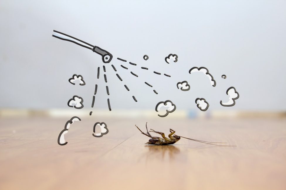 Dustin Pest Control Silverfish Services