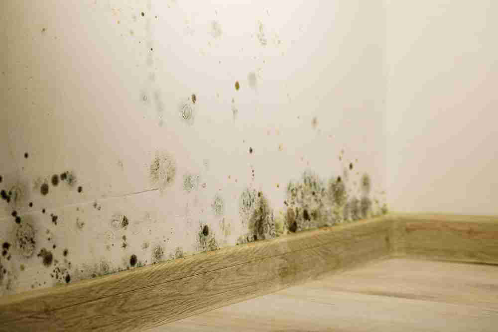 Mold Inspection Las Vegas